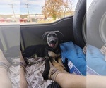 Puppy Rainn German Shepherd Dog