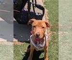 Small #1 American Staffordshire Terrier-Rhodesian Ridgeback Mix