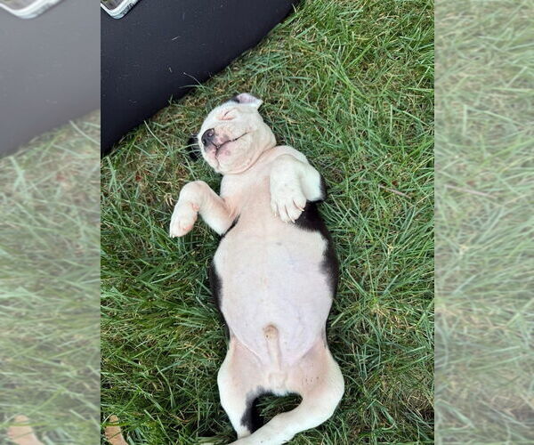 Medium Photo #6 American Staffordshire Terrier-Unknown Mix Puppy For Sale in Brewster, NY, USA
