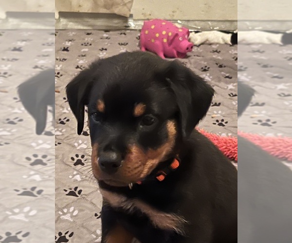 Medium Photo #3 Rottweiler Puppy For Sale in MARSHALL, MO, USA
