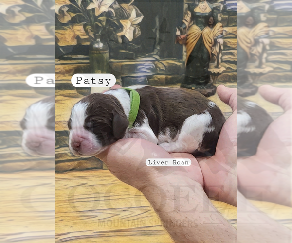 Medium Photo #4 English Springer Spaniel Puppy For Sale in OCOEE, TN, USA