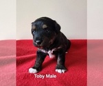Puppy Toby Miniature Australian Shepherd-Poodle (Toy) Mix