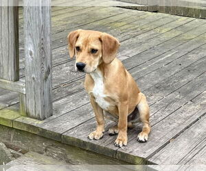 Nemo - Male American Foxhound-Unknown Mix Dog for Adoption - Photo #3