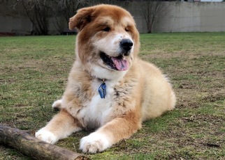 Chow Chow-Saint Bernard Mix Dogs for adoption in SHORELINE, WA, USA