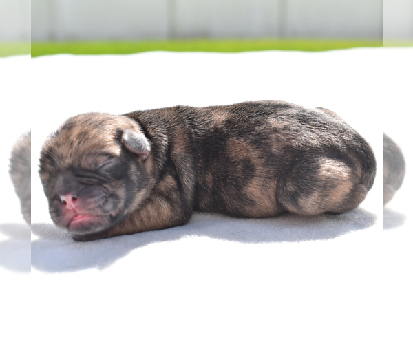 Medium Photo #1 Pug Puppy For Sale in PALM COAST, FL, USA