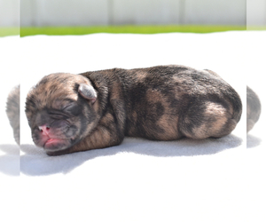 Pug Puppy for sale in PALM COAST, FL, USA