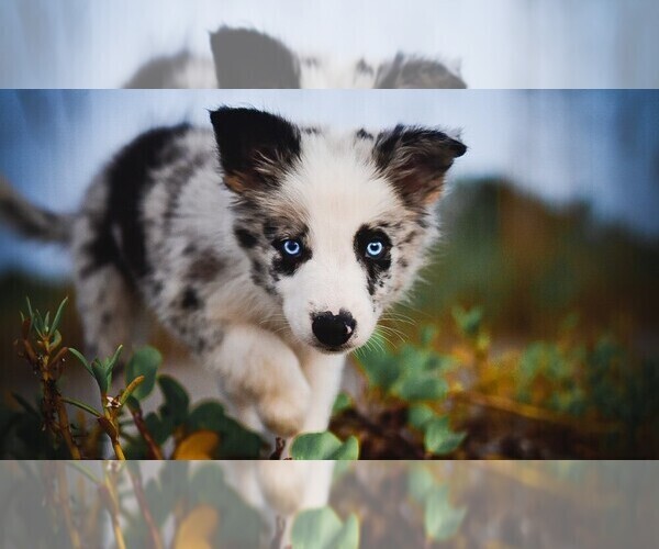 Medium Photo #55 Border Collie Puppy For Sale in STRAFFORD, MO, USA