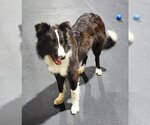 Small Photo #12 Border Collie Puppy For Sale in Highland, IL, USA