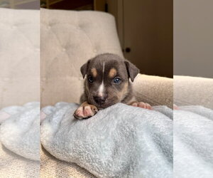 American Staffordshire Terrier-Unknown Mix Dogs for adoption in Holly Springs, NC, USA