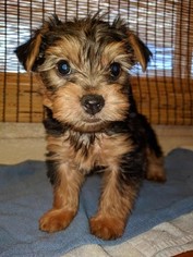 Yorkshire Terrier Puppy for sale in NORTH LAS VEGAS, NV, USA