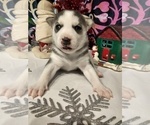 Small Photo #24 Siberian Husky Puppy For Sale in DANBY, VT, USA