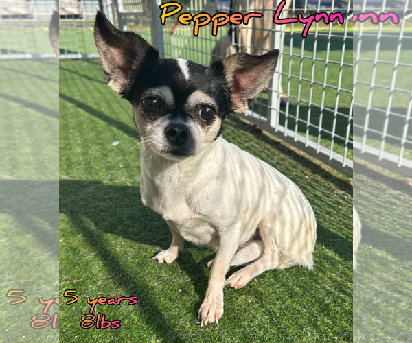 Medium Photo #4 Chihuahua-Unknown Mix Puppy For Sale in Woodbury, NY, USA