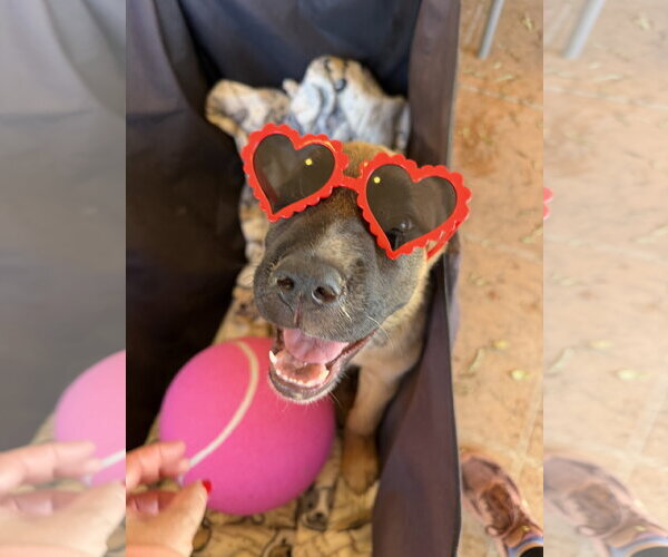 Medium Photo #4 Mutt Puppy For Sale in Goodyear, AZ, USA