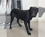 AUBREY - Female Mutt Dog for Adoption - Small photo