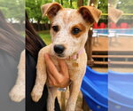 Small #1 Mutt
