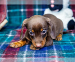 Small #1 Dachshund