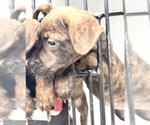 Small Rottweiler Mix