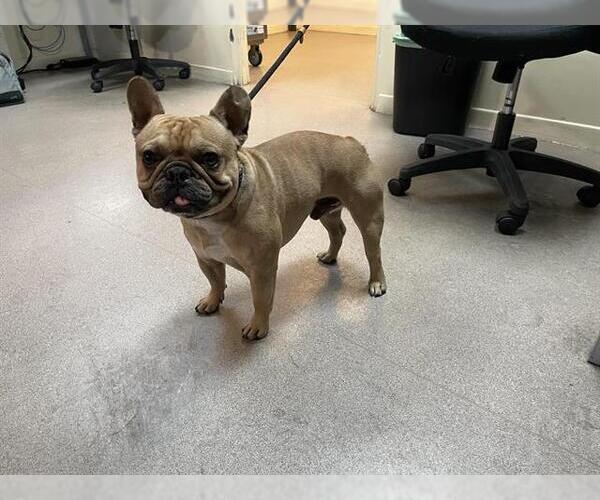 Medium Photo #1 French Bulldog Puppy For Sale in Pasadena, CA, USA
