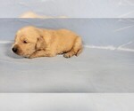 Small #1 Golden Retriever