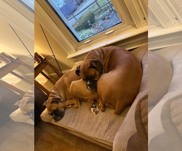 Medium Photo #6 Boxer Puppy For Sale in Burnsville, MN, USA