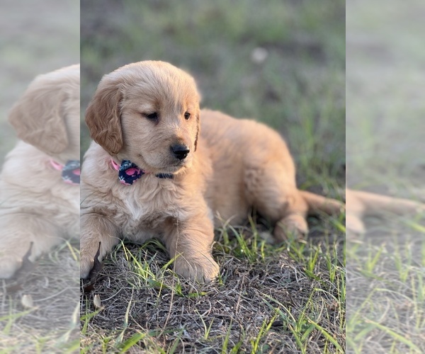Medium Photo #3 Golden Retriever Puppy For Sale in BROOKSVILLE, FL, USA