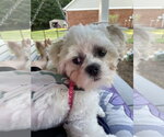 Small #2 Maltipoo (Miniature)