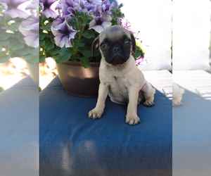 Pug Puppy for sale in INDIANAPOLIS, IN, USA