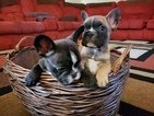 Small Photo #1 French Bulldog Puppy For Sale in MANTECA, CA, USA