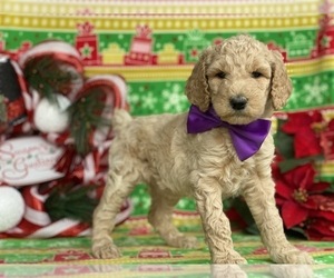 Poodle (Standard) Puppy for sale in LANCASTER, PA, USA