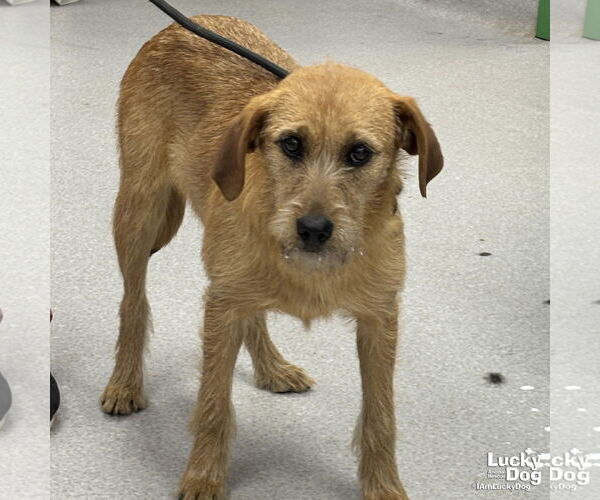 Medium Photo #4 Labrador Retriever-Unknown Mix Puppy For Sale in Washington, DC, USA