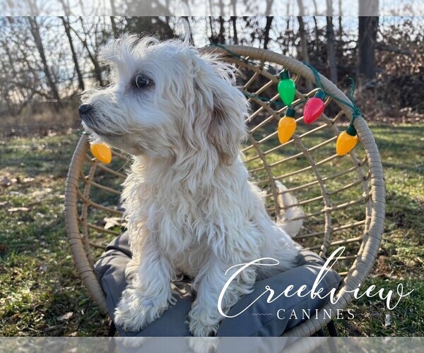 Medium Photo #5 Havachon Puppy For Sale in NIANGUA, MO, USA