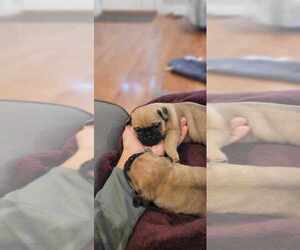 Puggle Puppy for Sale in NEW HOLLAND, Pennsylvania USA