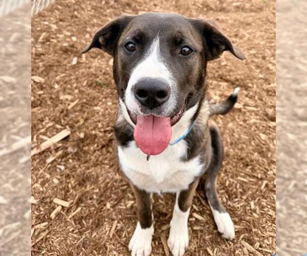Medium Photo #1 Mastiff-Unknown Mix Puppy For Sale in Denver, CO, USA