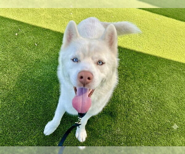 Medium Photo #2 Siberian Husky Puppy For Sale in Martinez, CA, USA