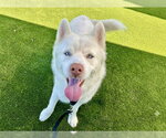 Small #1 Siberian Husky