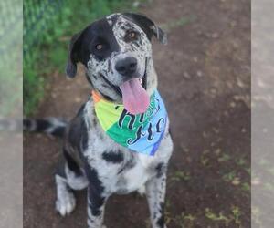 Catahoula Leopard Dog-Unknown Mix Dogs for adoption in San Antonio, TX, USA