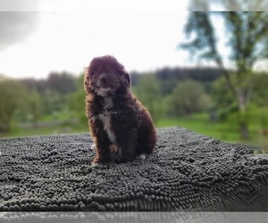 Aussiedoodle Miniature  Puppy for Sale in LEBANON, Oregon USA