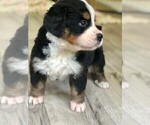 Small Photo #5 Bernese Mountain Dog Puppy For Sale in FLEMING ISLAND, FL, USA