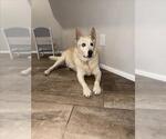 Small Siberian Husky Mix