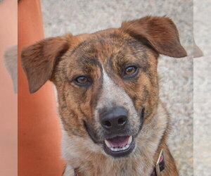 Catahoula Leopard Dog-Unknown Mix Dogs for adoption in Huntley, IL, USA