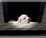Small #12 Labrador Retriever