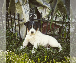 Australian Cattle Dog Puppy for sale in MOUNT PLEASANT, UT, USA