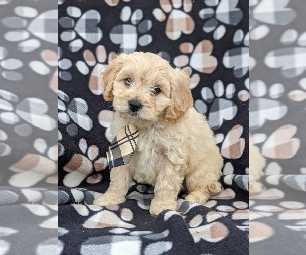 Medium Photo #3 Cavachon Puppy For Sale in AIRVILLE, PA, USA