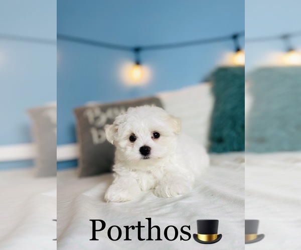 Medium Photo #9 Maltese Puppy For Sale in COOKEVILLE, TN, USA