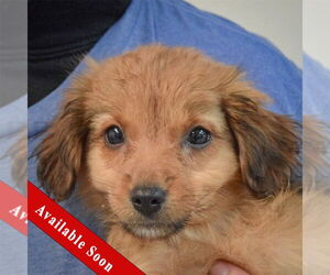 Australian Shepherd-Unknown Mix Dogs for adoption in Huntley, IL, USA