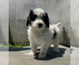 Aussiedoodle Miniature Puppy for sale in LANCASTER, PA, USA