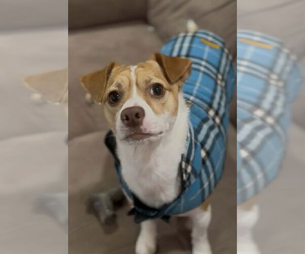 Medium Photo #3 Chihuahua-Unknown Mix Puppy For Sale in NEWPORT NH, NH, USA