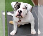 Small Photo #2 American Staffordshire Terrier-Bulldog Mix Puppy For Sale in Lake Forest, CA, USA