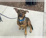 Small German Shepherd Dog Mix