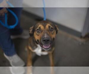 Colton (Colt) - Male Mutt Dog for Adoption